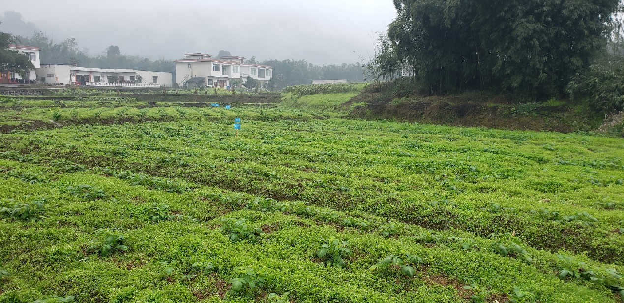 宜宾市江安县土壤修复项目